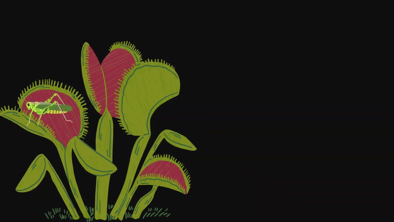 “Carnivorous Plants Explained for Students | Venus Flytrap, Pitcher Plant & More” 
