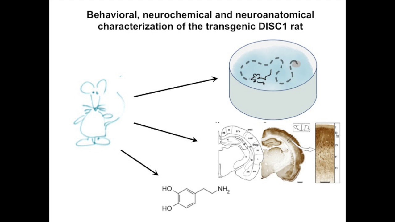 A novel blood test for a schizophrenia subset YouTube