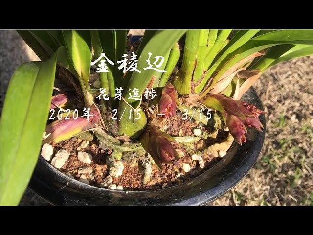 即決・特別販売】ミスマフェット49 花芽6本、花芽3本、花芽