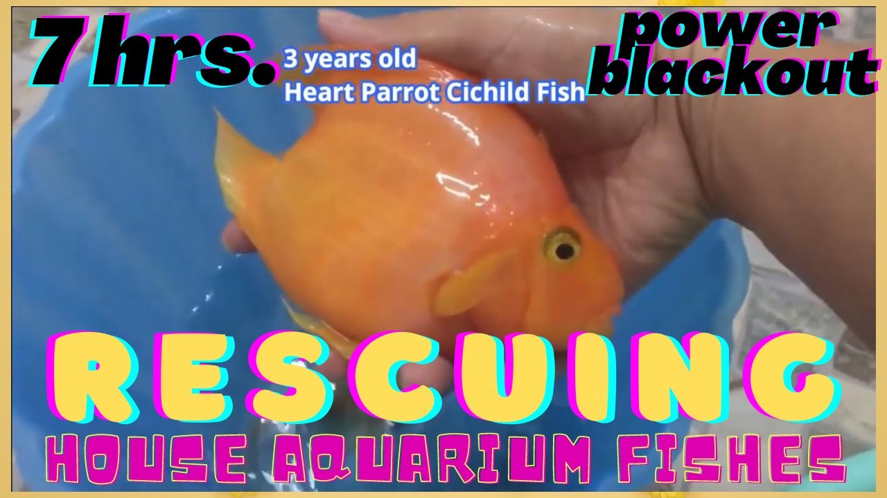 HOW TO RESCUE HOUSE AQUARIUM FISHES ! 7HRS ELECTRICITY BLACKOUT YouTube