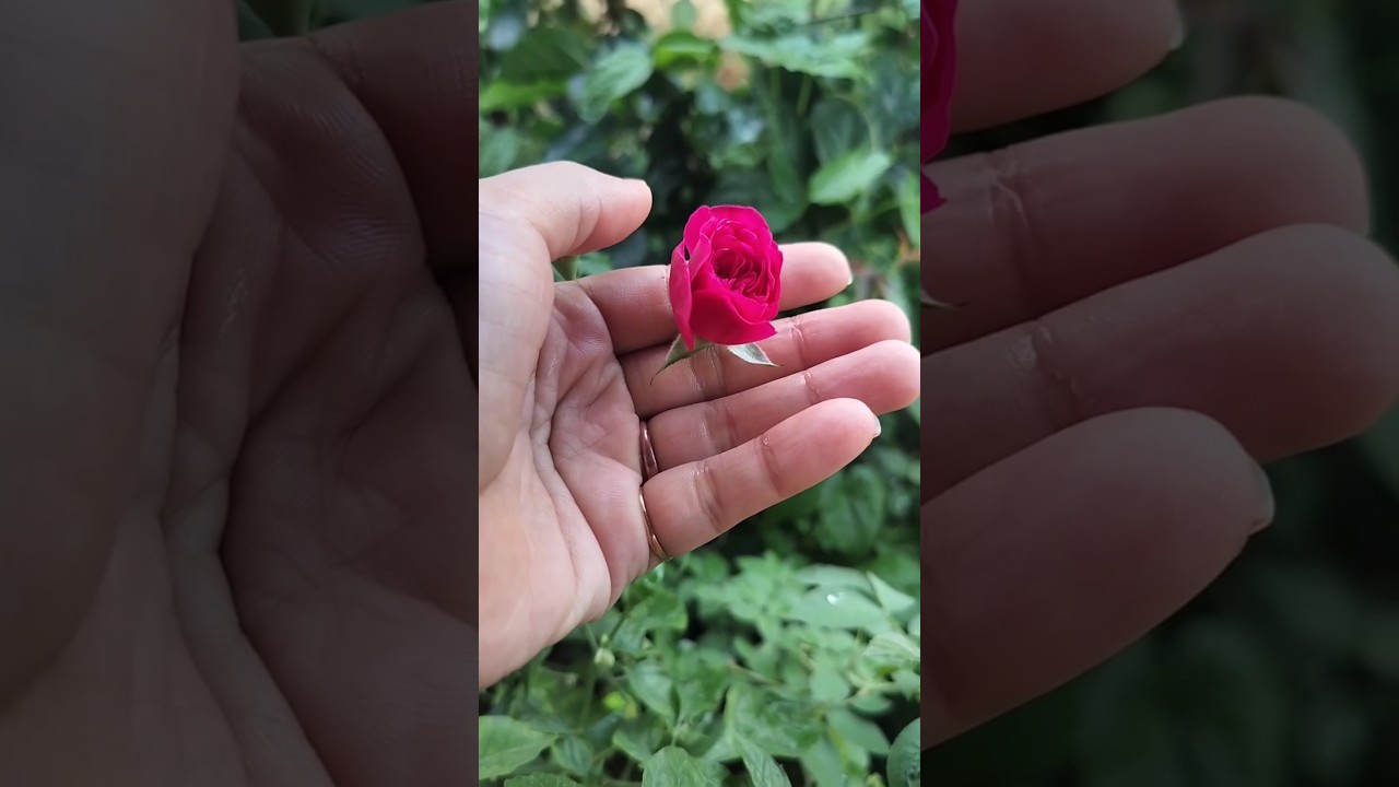 rose flower 🌹🌹🌹/ timelapse 