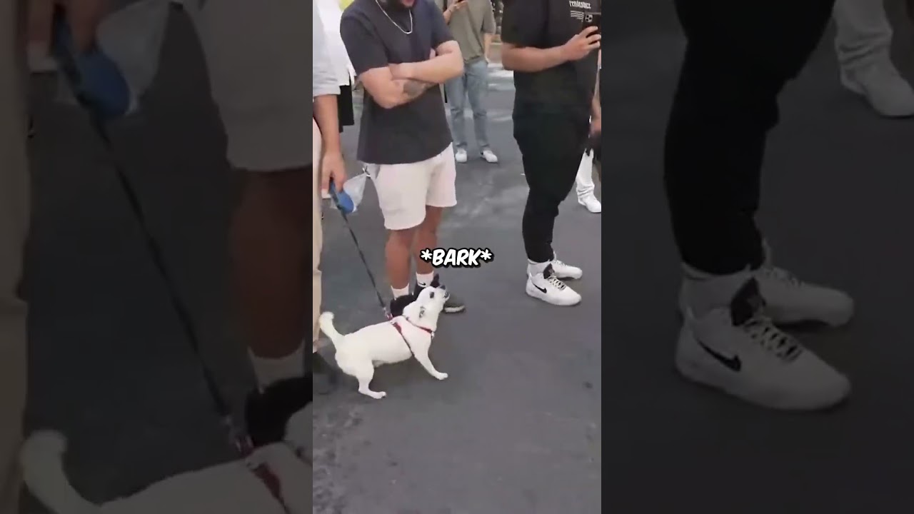 Speed talks to a dog 