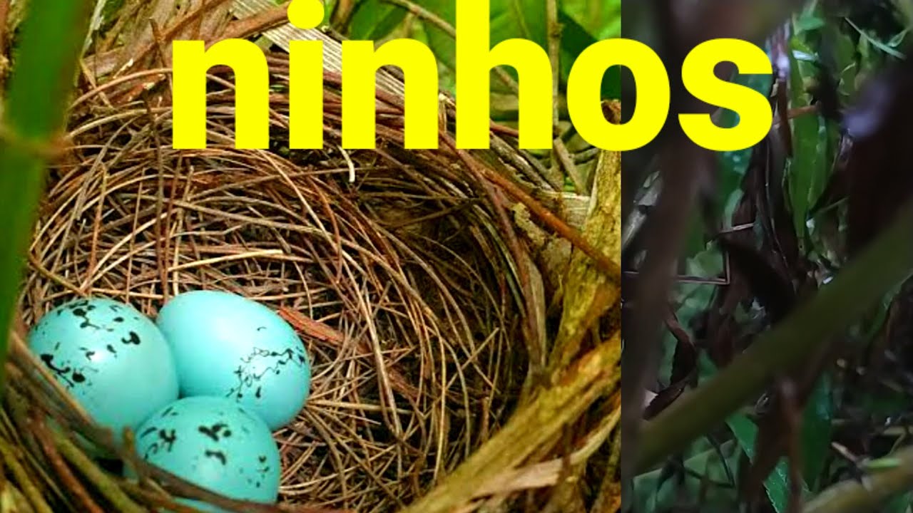 procurando ninho de trinca ferro