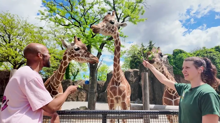 Giraffe Feeding Frenzy: An Amazing Zoo Experience!