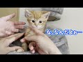 触られ放題で困っちゃう子猫が可愛いすぎる