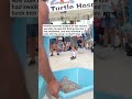 ‘It really is a miracle’: Nutella the turtle returns to ocean after recovery