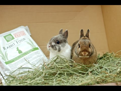 How to Convince Your Parents to Let You Get Rabbit