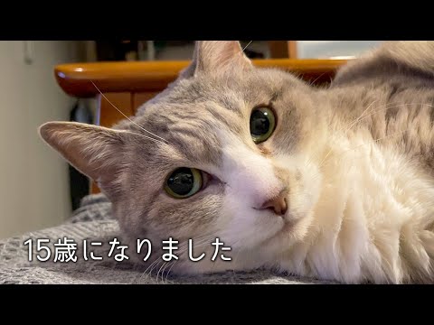 ベテラン猫ズの日常 | #モアクリ Vlog080