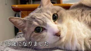 ベテラン猫ズの日常 | #モアクリ Vlog080 by モアクリ 31,720 views 1 year ago 8 minutes, 34 seconds