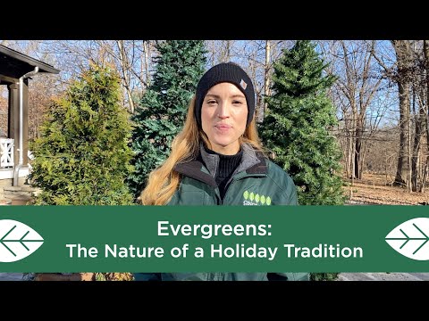 Video: Breng het buitenleven naar binnen - Geschiedenis van Holiday Evergreens