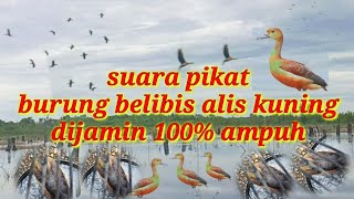 suara pikat burung belibis ampuh‼️ 2022 lesser whistling duck #1 screenshot 3