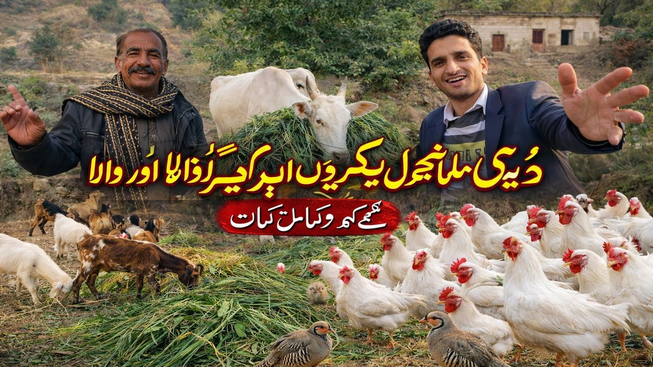 	Traditional Village Life | Goats, Cow & Desi Farming. The village life, Kashmir.