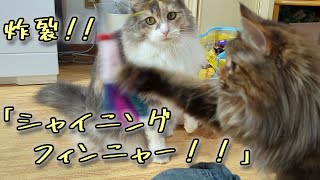 遊ばれてるのはこちらです【長毛猫日記】 by ひまはなの日常【himahanalife】 78 views 3 weeks ago 3 minutes, 34 seconds