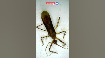 Assassin Bug (Beware: Disease Spreader)