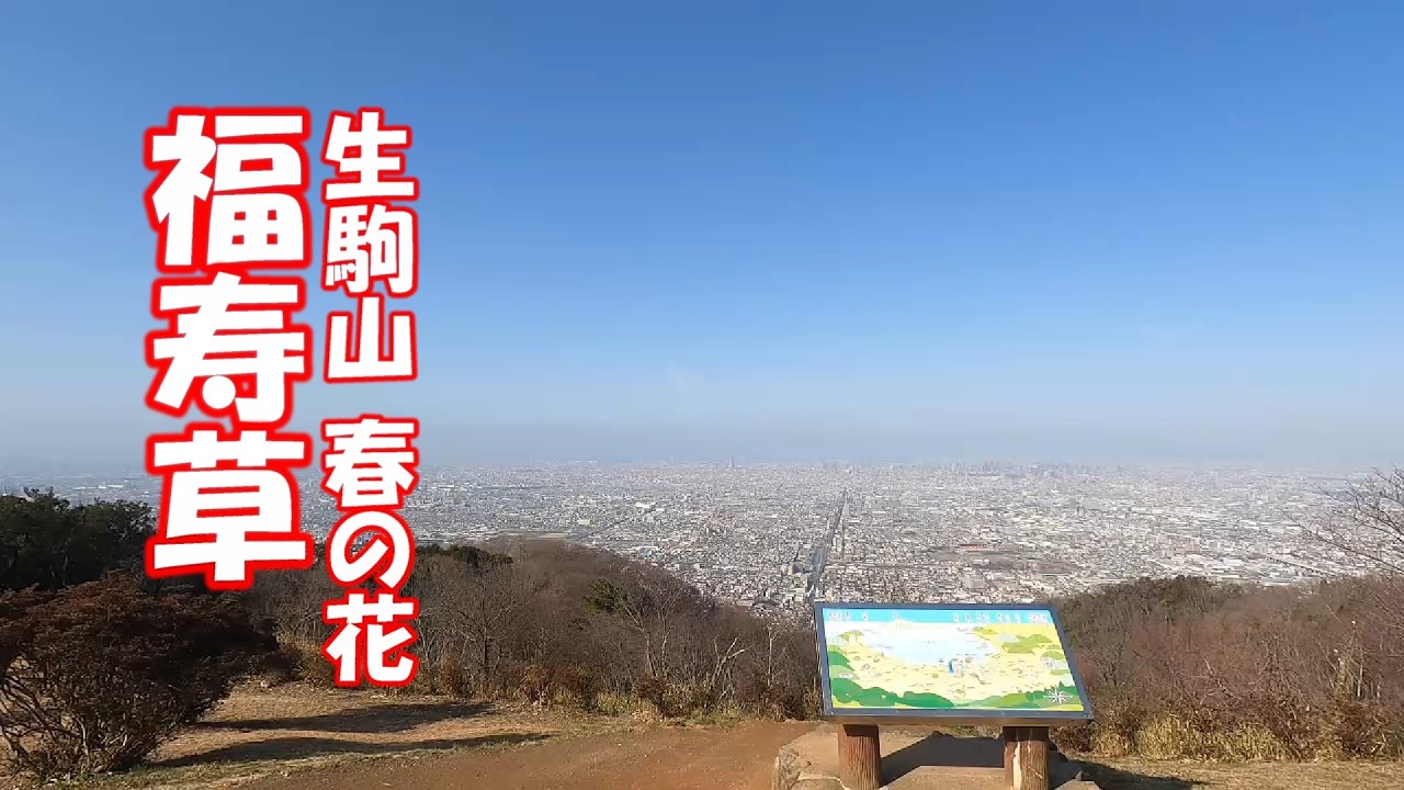 生駒山　フクジュソウ（福寿草）