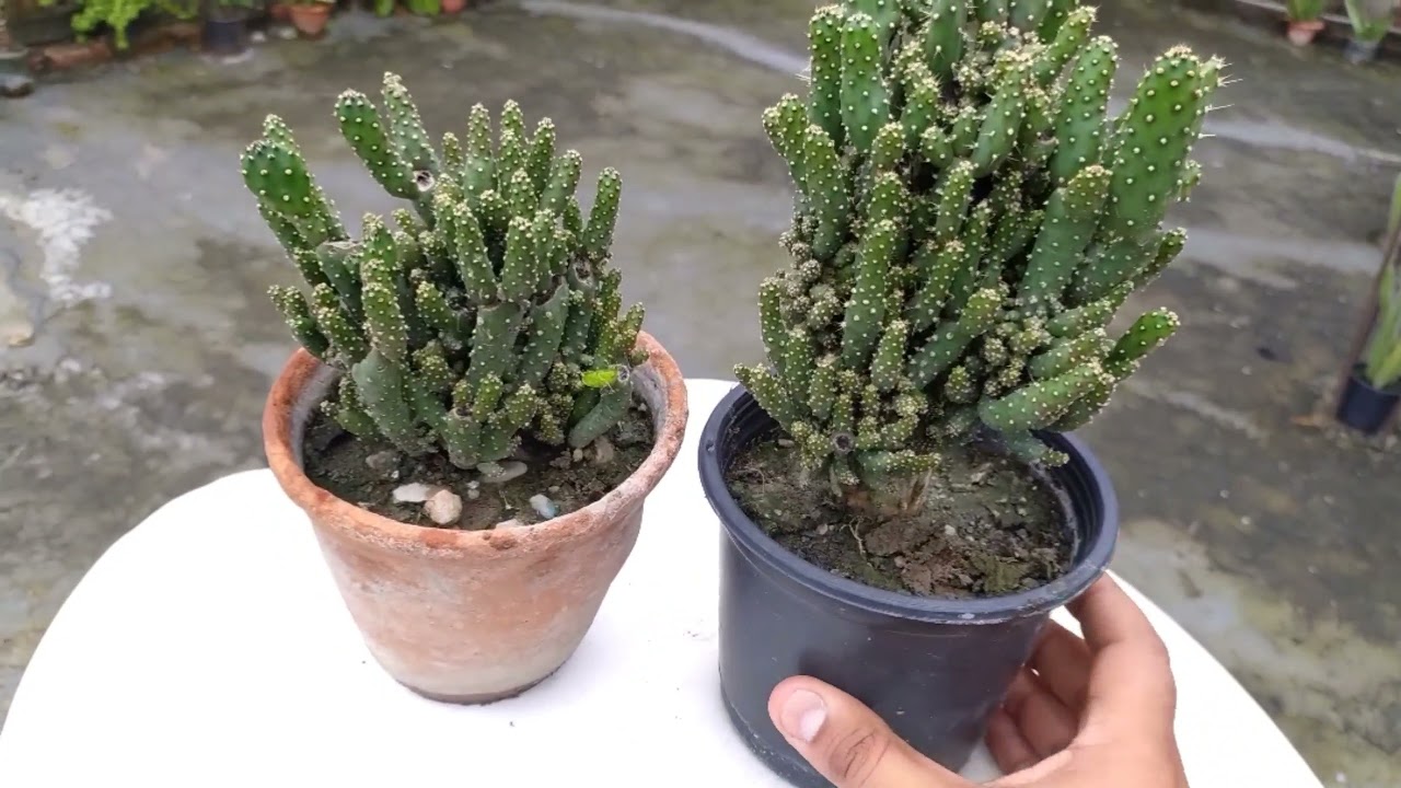 Cactus Care in Rainy Season ( Must watch Video) - Top Gardening