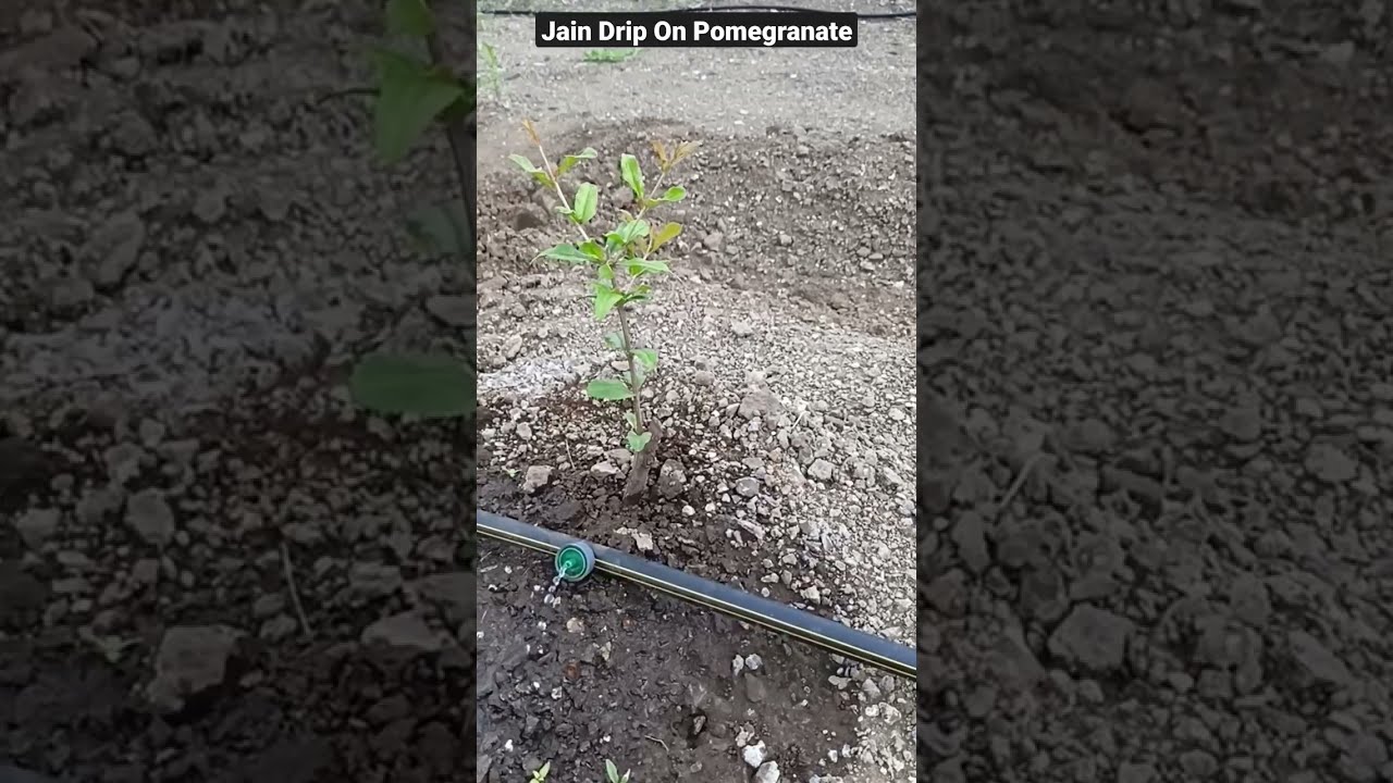 Jain Drip for Pomegranate | 