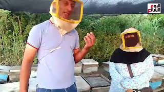 دمياط تستعد لفرز إنتاج العسل.. وأصحاب المناحل تأثرنا بالتغيرات المناخية
