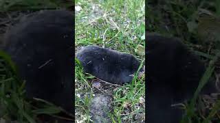 Kret,Zakopywanie Się