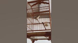 Cigun Ciblek Gunung Konslet Ngebren Tanpa Jeda. Cocok buat masteran muray atau trotolan ciblek.