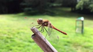 Dragonfly Slow Motion