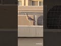 الملك لك لك لك يا صاحب الملك