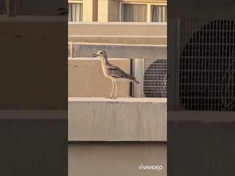 الملك لك لك لك يا صاحب الملك 