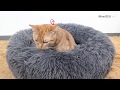 GPCT2120 - Pet Dog Bed Soft Warm Fleece Puppy Cat Bed Dog Cozy Nest Sofa Bed Cushion For S/M Dog