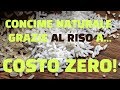 Concime naturale a costo zero grazie al riso!