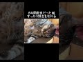 8年間野良だった猫、すっかり野生を忘れる【元野良猫ピースケ】 #shorts #初老夫婦とねこ #元野良猫 #ピースケ