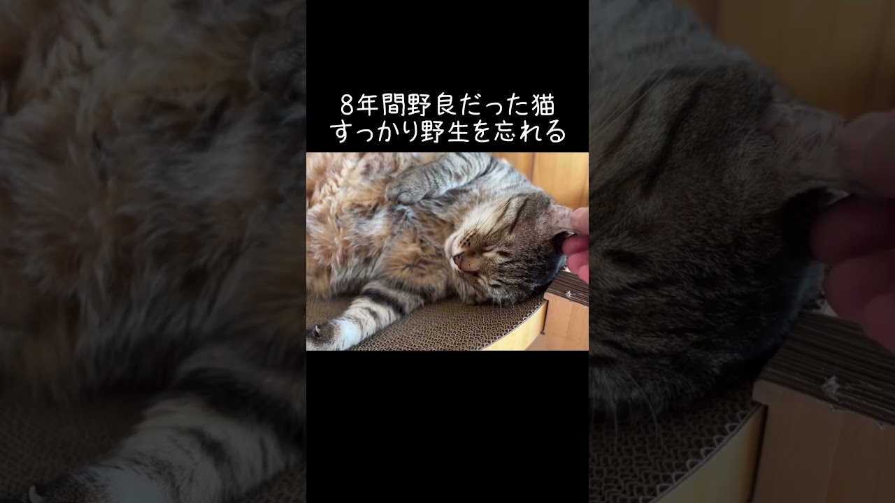 8年間野良だった猫、すっかり野生を忘れる【元野良猫ピースケ】 #shorts #初老夫婦とねこ #元野良猫 #ピースケ