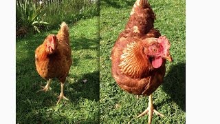 chicken nz coop chickens backyard