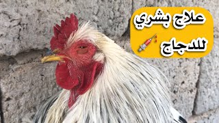 علاج تورم الوجه والعيون  للدجاج اليوم الديج البراهما مريض