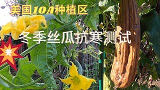 【丝瓜种植】12月了美国10A种植区 丝瓜还在开花结果  低温结瓜