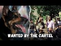 This German Shepherd Is Hunted by the CARTEL — The Untold Story of Sombra