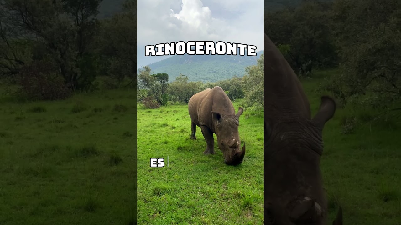 Miniatura de Rinoceronte