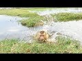 Wow!! Super Strong!! Dodo Jumping Fall But He Doesn&#39;t Scare Water