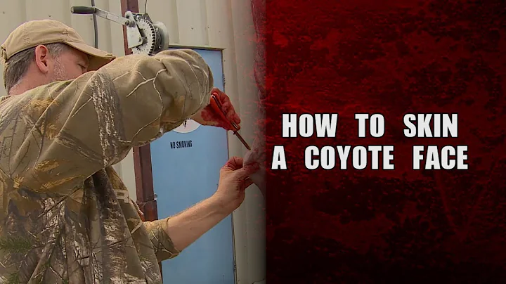 How to skin a coyote face
