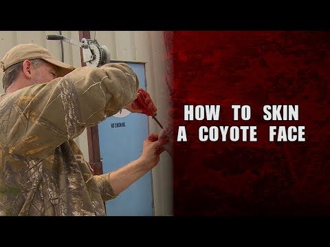 Como a pele de um rosto coyote