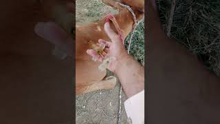 Treatment of hypocalcemia cow.#animals #treatment #doctor #viralvideo
