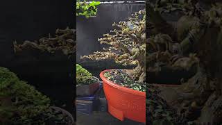 Download Lagu Tampilan Setelah Pruning Bonsai Saeng Simbur Untuk Persiapan Kontes #bonsai #bonsaitree MP3