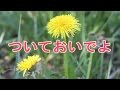 ついておいでよ   北川裕二   COVER