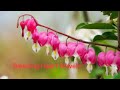 “Bleeding Heart Flowers.. A Symbol of Love, Compassion, and Silent Strength”YouTubeshorts#flowers#