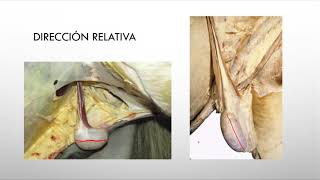 Male Genital Apparatus