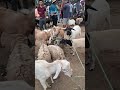 Feira de Caprinos e ovinos de tabira Pe
