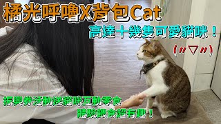 【橘光呼嚕X背包Cat 】貓咪主題餐廳、咖啡廳｜愛貓必去聖地 ... 
