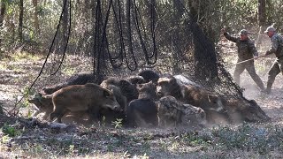 Farm in Panic as Wild Boars Break In - How to Protect Property?