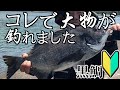 チヌ釣りが簡単になる仕掛けも紹介(大物編)【初心者必見！】