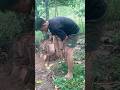 Hujan hujan enakanya bakar singkong dulu #bolang #singkong #hujan