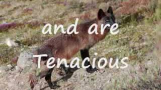 Exploration Strategy and Mining Operations of a Junior Company.wmv